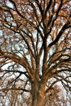 Oak Tree In Fall
