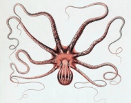 Octopus Vintage Art