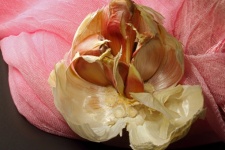 Open Garlic Bulb With Pink Cloves