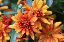Orange Chrysanthemums Close-up