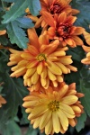 Orange Chrysanthemums Portrait