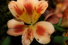 Orange Freesia Flower Close-up