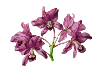 Orchid Flower Vintage Clipart
