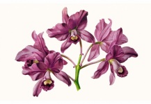 Orchid Flower Vintage Art