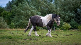 Horse, Farm Horse