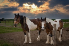 Horses, Farm Horses