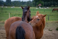 Horses, Cuddling Horses