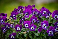Purple Violets, Viola, Violets