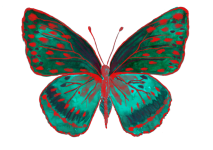 Butterfly 204