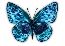 Butterfly 205