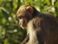 Pensive Macaque
