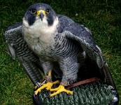 Pet Falcon Bird