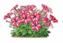 Petunia Flower Vintage Art