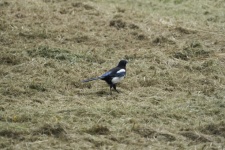 Magpie Hopping In The Meadow