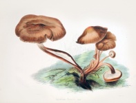 Mushrooms Vintage Art Old