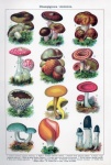 Mushrooms Vintage Art Chalkboard