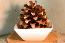 Pine Cone In A White Porcelain Bowl
