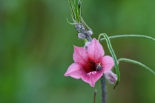 Pink Winged-seed Sesame Flower