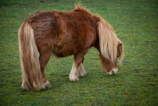 Pony, Shetland Pony