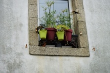 Flowerpots At The Window.