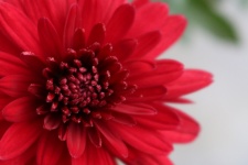 Red Chrysanthemum Close-up