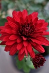 Red Chrysanthemum Portrait