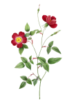 Rose Flower Vintage Clipart