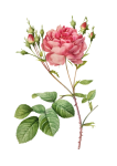 Rose Flower Vintage Clipart