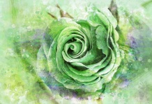 Rose Flowers Watercolor Art