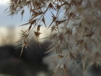 Camargue Reeds