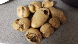 Rotten Potatoes
