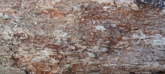 Rough Texture Wood Background