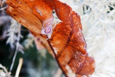 Russet Colored Dry Fallen Leaf