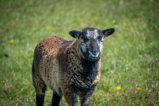 Sheep, Ram, Ewe
