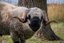 Sheep Valais Blacknose