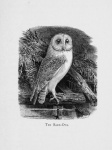 Barn Owl Vintage Illustration
