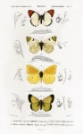 Butterflies Vintage Poster Art