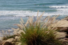 Sea Grasses With Beach Background