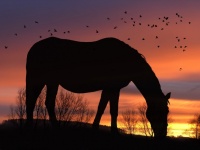 Silhouette, Horse, Sunset