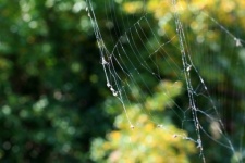 Silk Threads On A Concentric Web