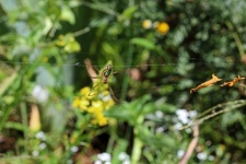 Silver Marsh Spider In The Garden