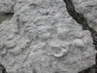 Small Fossils