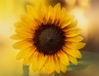 Sunflower Blossom Macro Photo