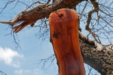 Split Tree Trunk With Red Wood