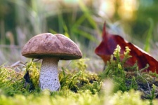 Boletus Mushroom Autumn Photo