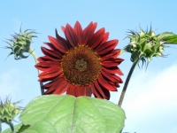 Sunflower Head
