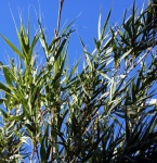 Sunlight On Leaves At Top Of Reeds