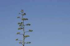 Tall Agave Americana Tree With Bird
