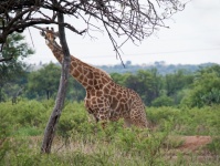 Tall Giraffe Behind A Slender Tree