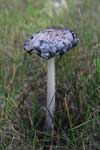 Tall Wild Mushroom